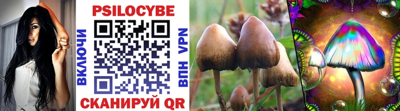 kraken рабочий сайт  Курчатов  Галлюциногенные грибы Psilocybe 